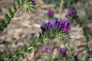 APII jpeg image of Echium plantagineum  © contact APII