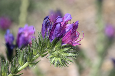 APII jpeg image of Echium plantagineum  © contact APII