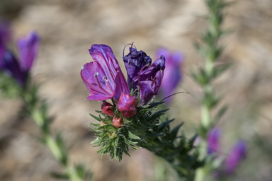 APII jpeg image of Echium plantagineum  © contact APII