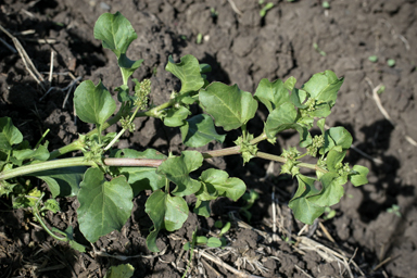 APII jpeg image of Rumex hypogaeus  © contact APII