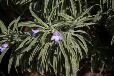 APII jpeg image of Eremophila freelingii  © contact APII