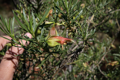 APII jpeg image of Eremophila latrobei  © contact APII