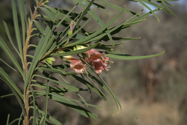 APII jpeg image of Eremophila longifolia  © contact APII