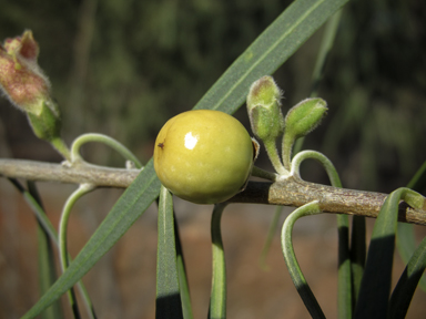 APII jpeg image of Eremophila longifolia  © contact APII