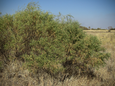 APII jpeg image of Eremophila longifolia  © contact APII