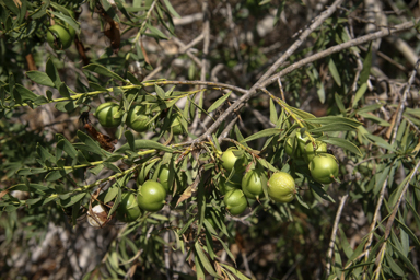 APII jpeg image of Eremophila maculata  © contact APII