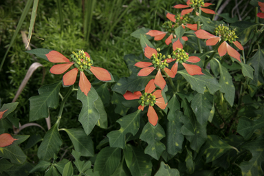 APII jpeg image of Euphorbia cyathophora  © contact APII