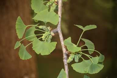 APII jpeg image of Ginkgo biloba  © contact APII