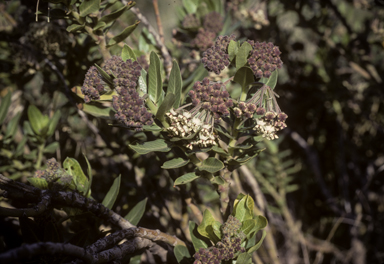 APII jpeg image of Gomphocarpus cancellatus  © contact APII