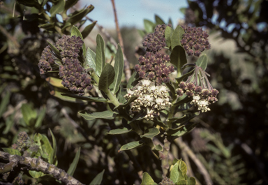 APII jpeg image of Gomphocarpus cancellatus  © contact APII