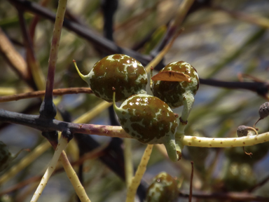 APII jpeg image of Grevillea pyramidalis  © contact APII