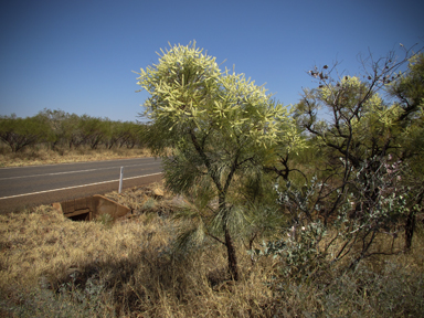 APII jpeg image of Grevillea pyramidalis  © contact APII