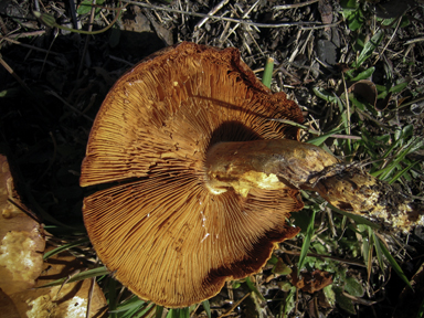 APII jpeg image of Gymnopilus junonius  © contact APII