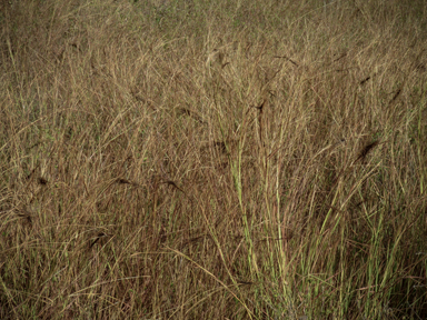 APII jpeg image of Heteropogon contortus  © contact APII