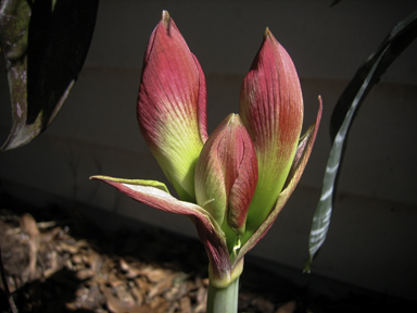 APII jpeg image of Hippeastrum  © contact APII