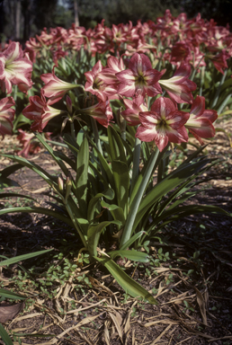 APII jpeg image of Hippeastrum  © contact APII