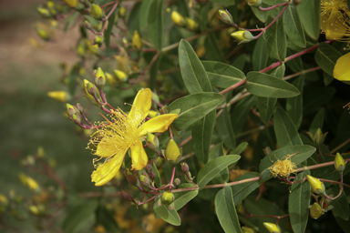 APII jpeg image of Hypericum androsaemum  © contact APII