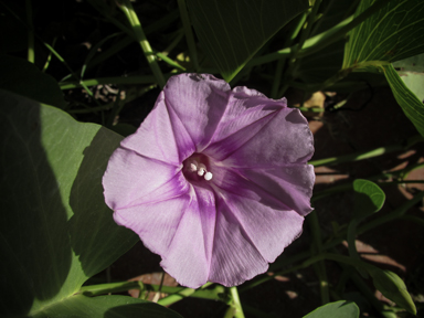 APII jpeg image of Ipomoea pes-caprae  © contact APII