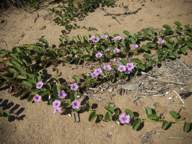 APII jpeg image of Ipomoea pes-caprae  © contact APII