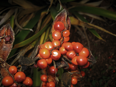 APII jpeg image of Iris foetidissima  © contact APII