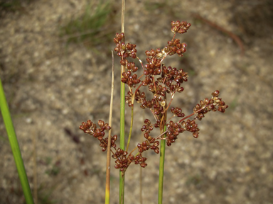 APII jpeg image of Juncus continuus  © contact APII