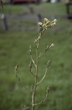 APII jpeg image of Lactuca serriola  © contact APII