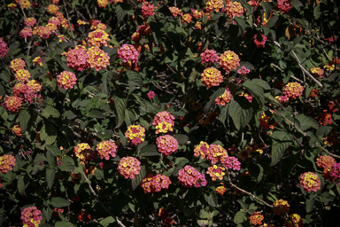 APII jpeg image of Lantana camara  © contact APII