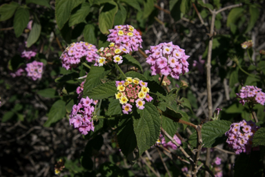 APII jpeg image of Lantana camara  © contact APII