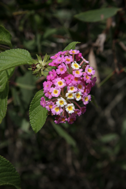 APII jpeg image of Lantana camara  © contact APII