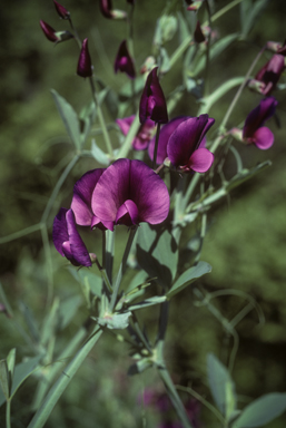 APII jpeg image of Lathyrus tingitanus  © contact APII