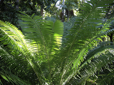 APII jpeg image of Lepidozamia hopei  © contact APII