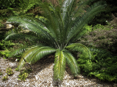 APII jpeg image of Lepidozamia peroffskyana  © contact APII