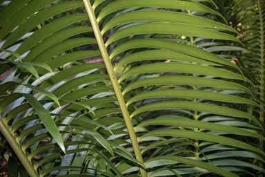 APII jpeg image of Lepidozamia peroffskyana  © contact APII