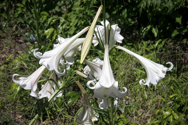 APII jpeg image of Lilium formosanum  © contact APII