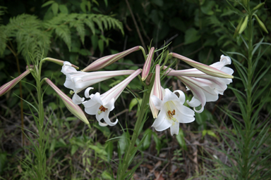 APII jpeg image of Lilium formosanum  © contact APII