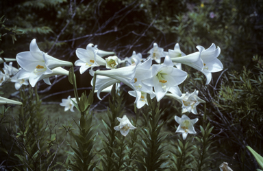 APII jpeg image of Lilium longiflorum  © contact APII