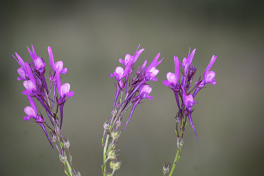 APII jpeg image of Linaria pelisseriana  © contact APII