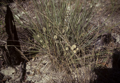 APII jpeg image of Lomandra leucocephala  © contact APII