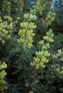 APII jpeg image of Lupinus arboreus  © contact APII