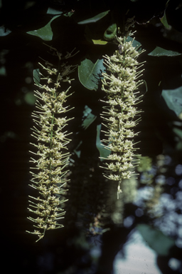 APII jpeg image of Macadamia integrifolia  © contact APII