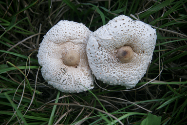 APII jpeg image of Macrolepiota clelandii  © contact APII