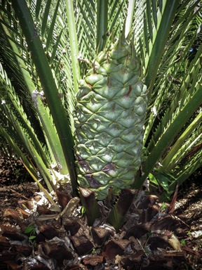 APII jpeg image of Macrozamia  © contact APII