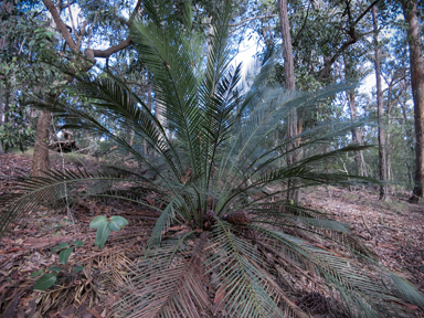 APII jpeg image of Macrozamia communis  © contact APII