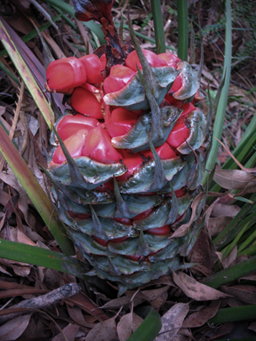 APII jpeg image of Macrozamia communis  © contact APII