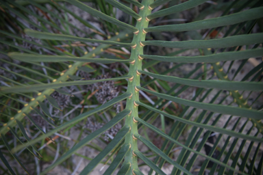 APII jpeg image of Macrozamia dyeri  © contact APII