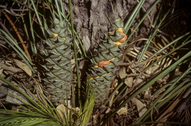 APII jpeg image of Macrozamia longispina  © contact APII