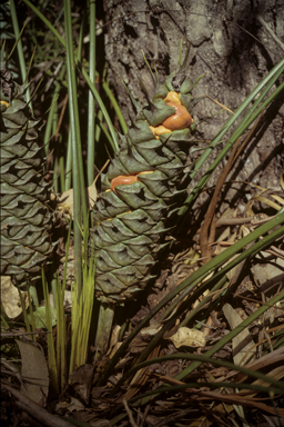 APII jpeg image of Macrozamia longispina  © contact APII