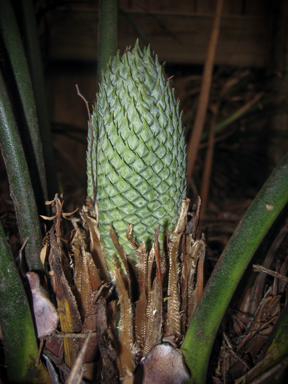 APII jpeg image of Macrozamia lucida  © contact APII