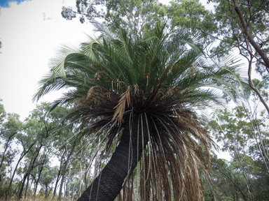 APII jpeg image of Macrozamia moorei  © contact APII