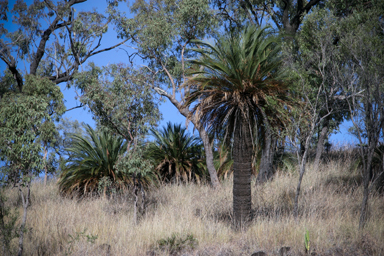 APII jpeg image of Macrozamia moorei  © contact APII